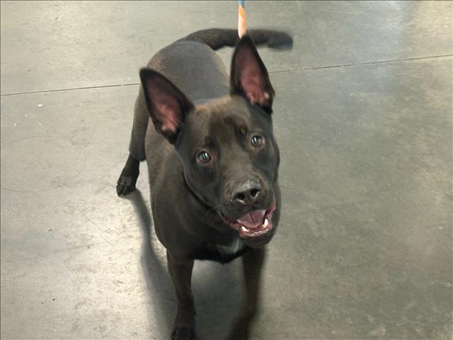 Shelter Stray Male Dog last seen , West Valley Animal Shelter, 20655 Plummer St, Chatsworth, CA 91311, USA