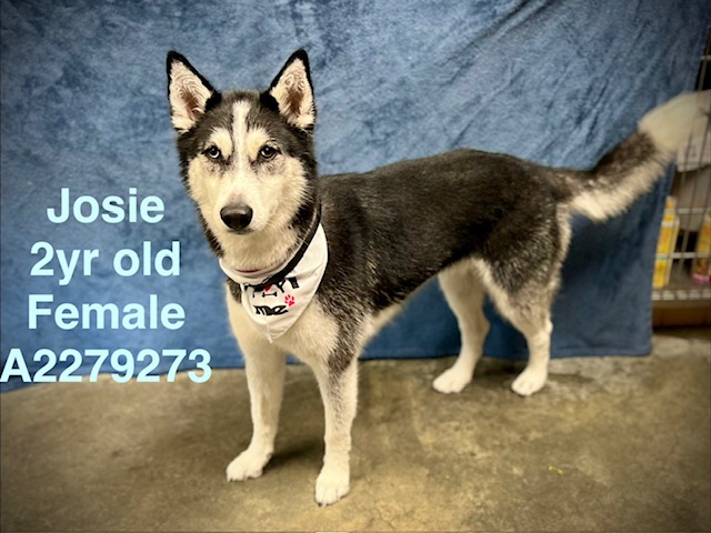 Shelter Stray Female Dog last seen , West Valley Animal Shelter, 20655 Plummer St, Chatsworth, CA 91311, USA