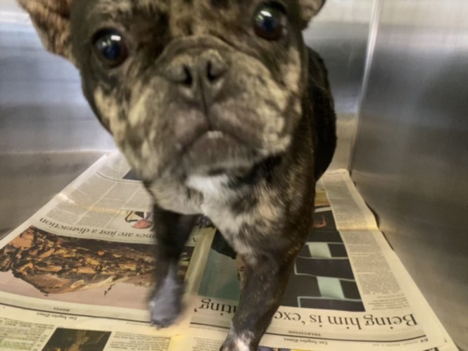 Shelter Stray Female Dog last seen , 1850 W 60th St, Los Angeles, CA 90047, USA