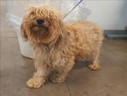 Shelter Stray Female Dog last seen , 1850 W 60th St, Los Angeles, CA 90047, USA