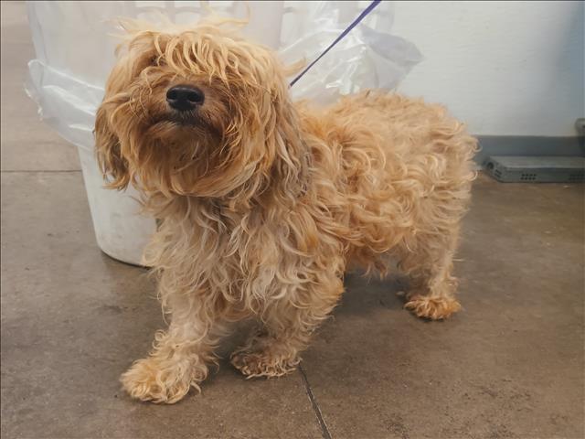 Shelter Stray Female Dog last seen , 1850 W 60th St, Los Angeles, CA 90047, USA