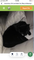Lost Male Cat last seen Bethel/reed rd, Columbus, OH 43220