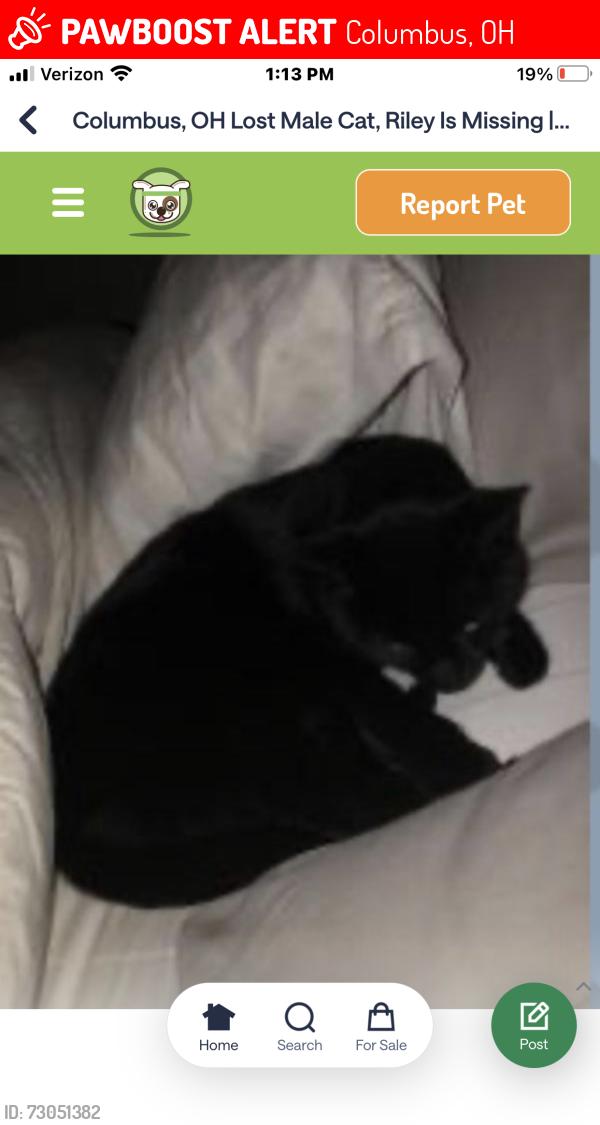 Lost Male Cat last seen Bethel/reed rd, Columbus, OH 43220