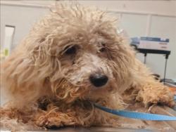 Shelter Stray Female Dog last seen , 1850 W 60th St, Los Angeles, CA 90047, USA