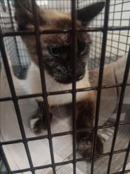 Shelter Stray Female Cat last seen , 1850 W 60th St, Los Angeles, CA 90047, USA