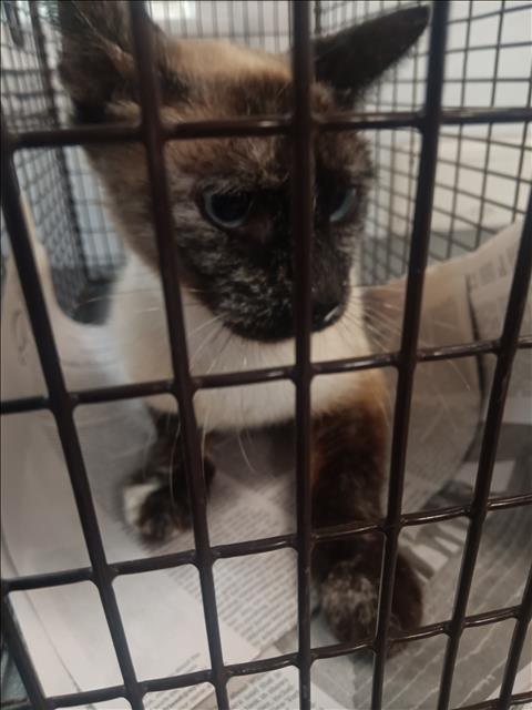 Shelter Stray Female Cat last seen , 1850 W 60th St, Los Angeles, CA 90047, USA