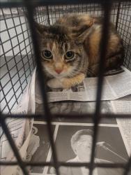 Shelter Stray Female Cat last seen , 1850 W 60th St, Los Angeles, CA 90047, USA