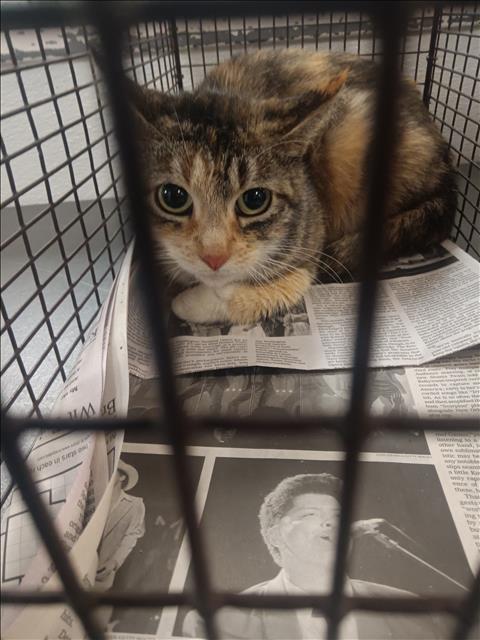 Shelter Stray Female Cat last seen , 1850 W 60th St, Los Angeles, CA 90047, USA