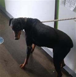 Shelter Stray Male Dog last seen , 1850 W 60th St, Los Angeles, CA 90047, USA