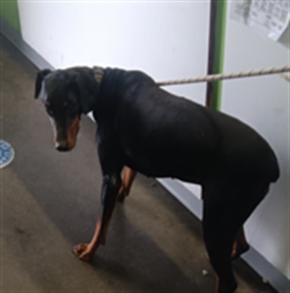 Shelter Stray Male Dog last seen , 1850 W 60th St, Los Angeles, CA 90047, USA