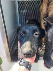Shelter Stray Female Dog last seen Near BLOCK RIVERSIDE ST, SHAFTER CA 93263, 3951 Fruitvale Ave, Bakersfield, CA 93308, USA