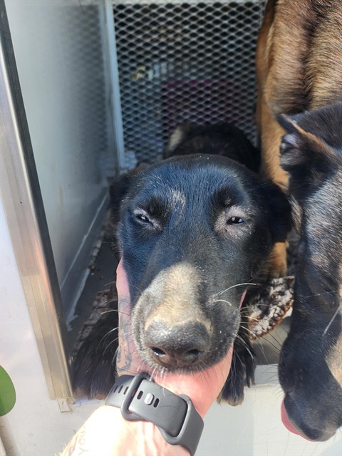 Shelter Stray Female Dog last seen Near BLOCK RIVERSIDE ST, SHAFTER CA 93263, 3951 Fruitvale Ave, Bakersfield, CA 93308, USA