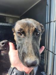 Shelter Stray Female Dog last seen Near BLOCK RIVERSIDE ST, SHAFTER CA 93263, 3951 Fruitvale Ave, Bakersfield, CA 93308, USA