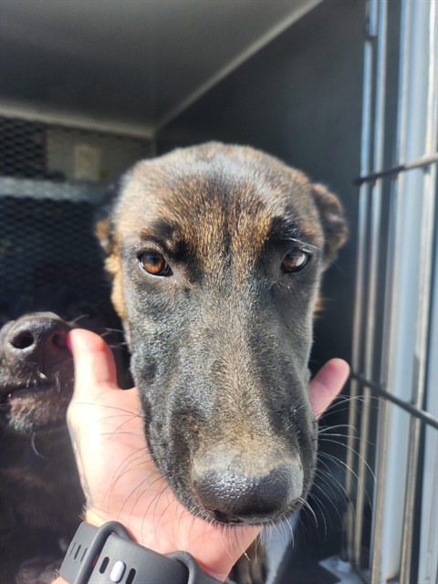 Shelter Stray Female Dog last seen Near BLOCK RIVERSIDE ST, SHAFTER CA 93263, 3951 Fruitvale Ave, Bakersfield, CA 93308, USA