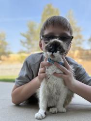 Lost Female Cat last seen Hidden highlands, Reno, NV 89502