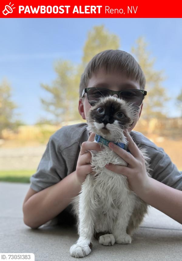 Lost Female Cat last seen Hidden highlands, Reno, NV 89502