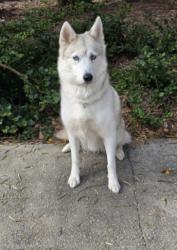 Shelter Stray Female Dog last seen , 957 N Gaffey St, San Pedro, CA 90731, USA