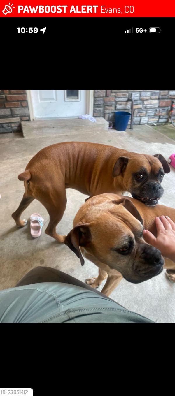 Lost Male Dog last seen 42nd St and 17th St, Evans, CO 80620