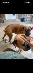 Lost Male Dog last seen 42nd St and 17th St, Evans, CO 80620