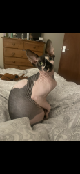 Lost Female Cat last seen Blyth Road ranskill , Ranskill, England DN22 8LR