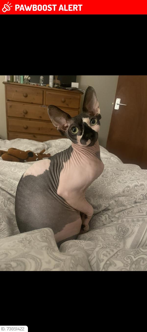 Lost Female Cat last seen Blyth Road ranskill , Ranskill, England DN22 8LR