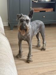 Lost Male Dog last seen Millstream Drive, White Marsh Park, Stonybrook Dr, Bowie, MD 20715