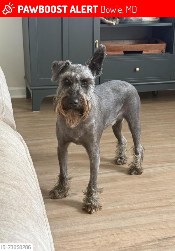 Lost Male Dog last seen Millstream Drive, White Marsh Park, Stonybrook Dr, Bowie, MD 20715