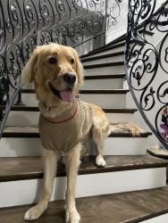 Reunited Male Dog last seen Studebaker & Florence, Downey, CA 90241