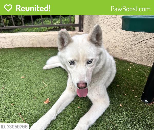 Reunited Female Dog last seen Woods ave and firestone blvd, Norwalk, CA 90650