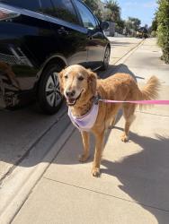 Reunited Male Dog last seen Eagle St near Cloverleaf market , San Diego, CA 92103