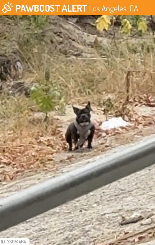 Found/Stray Unknown Dog last seen Near LA River across the street from balboa lake on Balboa, Los Angeles, CA 91436