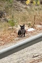Found/Stray Unknown Dog last seen Near LA River across the street from balboa lake on Balboa, Los Angeles, CA 91436