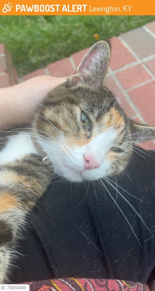 Found/Stray Unknown Cat last seen Near Tanbark Rd, Lexington, KY 40515, Lexington, KY 40515