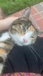 Found/Stray Unknown Cat last seen Near Tanbark Rd, Lexington, KY 40515, Lexington, KY 40515