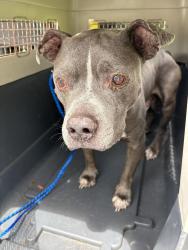 Reunited Male Dog last seen port saint lucie, Port St. Lucie, FL 34986