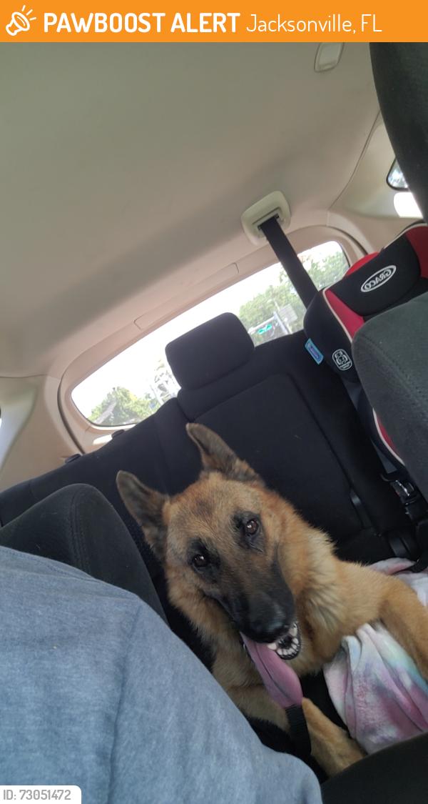 Found/Stray Female Dog last seen Oriely Dr W, Jacksonville, FL 32210