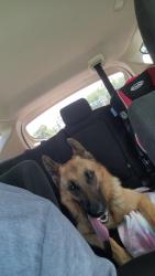 Found/Stray Female Dog last seen Oriely Dr W, Jacksonville, FL 32210
