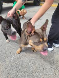 Found/Stray Male Dog last seen Church, Kansas City, MO 64133