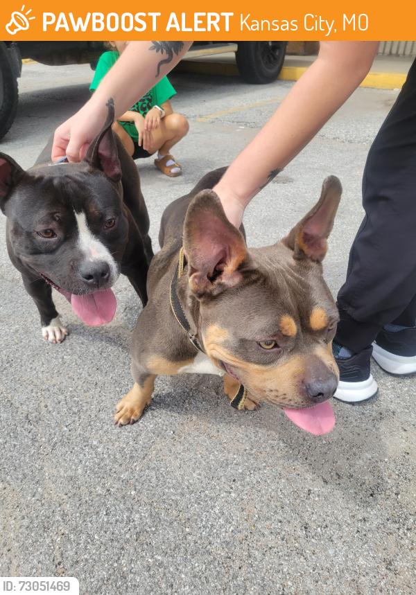 Found/Stray Male Dog last seen Church, Kansas City, MO 64133