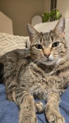 Lost Female Cat last seen San Diego Mission Road, Mission Basilica San Diego, San Diego, CA 92108