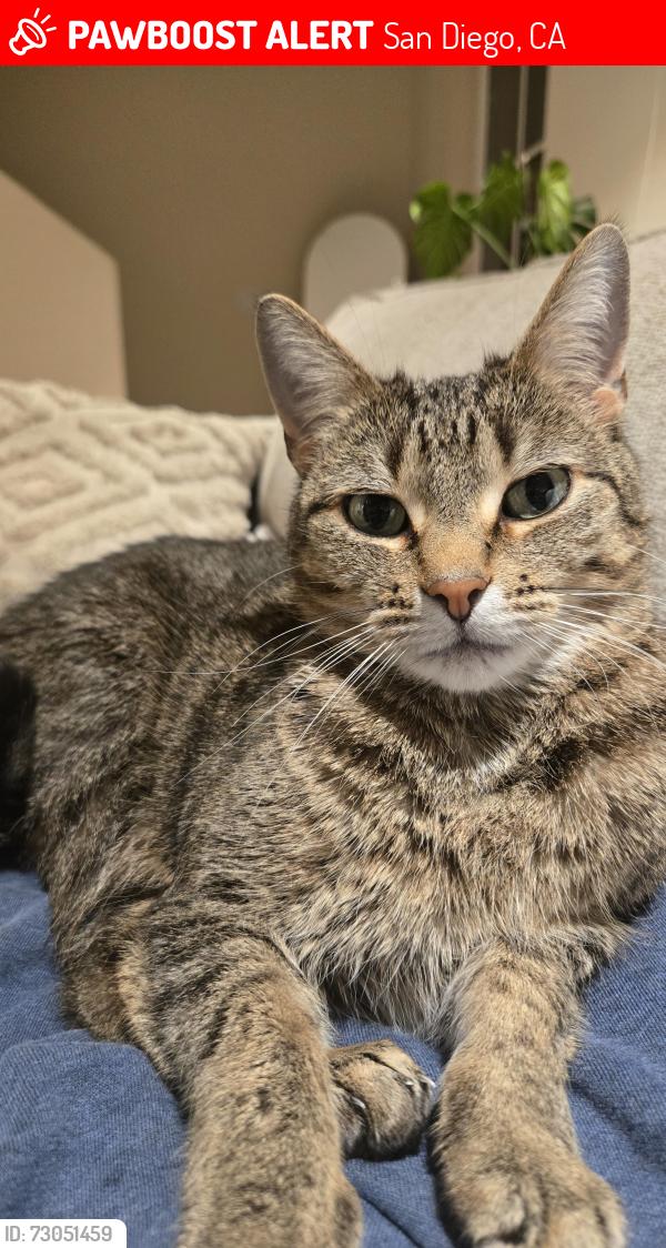 Lost Female Cat last seen San Diego Mission Road, Mission Basilica San Diego, San Diego, CA 92108
