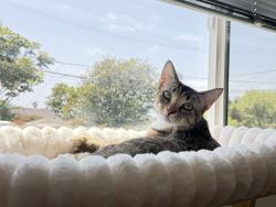 Lost Female Cat last seen 22nd and Delaware, Santa Monica, CA 90404