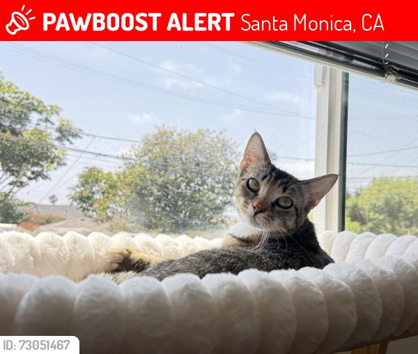 Lost Female Cat last seen 22nd and Delaware, Santa Monica, CA 90404
