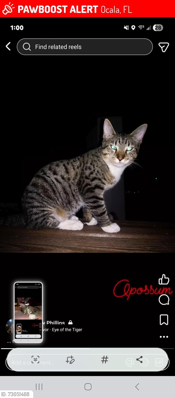 Lost Male Cat last seen Ne 24th Street and 25th ave, Ocala, FL 34470