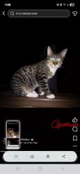 Lost Male Cat last seen Ne 24th Street and 25th ave, Ocala, FL 34470