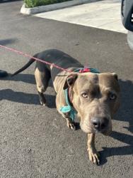 Shelter Stray Female Dog last seen Near Alcoa Hwy, City of Knoxville ASO, TN, 3201 Division St, Knoxville, TN 37919, USA
