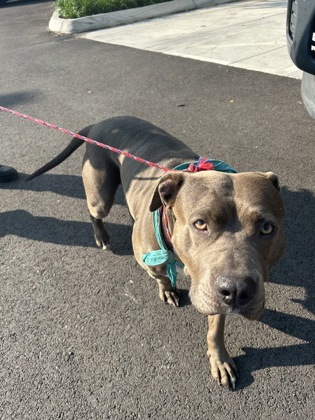 Shelter Stray Female Dog last seen Near Alcoa Hwy, City of Knoxville ASO, TN, 3201 Division St, Knoxville, TN 37919, USA