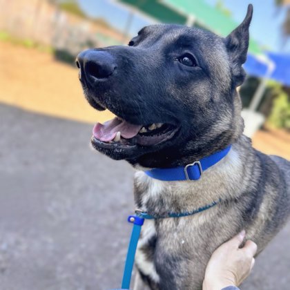 Shelter Stray Male Dog last seen 45st and market, Oakland, CA, 1101 29th Ave, Oakland, CA 94601, USA