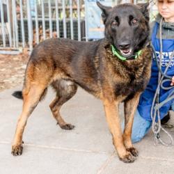 Shelter Stray Male Dog last seen Near 29th ave (tied to front of building), Oakland, CA, 1101 29th Ave, Oakland, CA 94601, USA