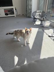 Reunited Female Cat last seen Bartons road, Hampshire, England PO9 5FJ